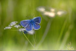 Terapie antalgiche della fibromialgia: evidenze poco robuste ed effetti clinici limitati